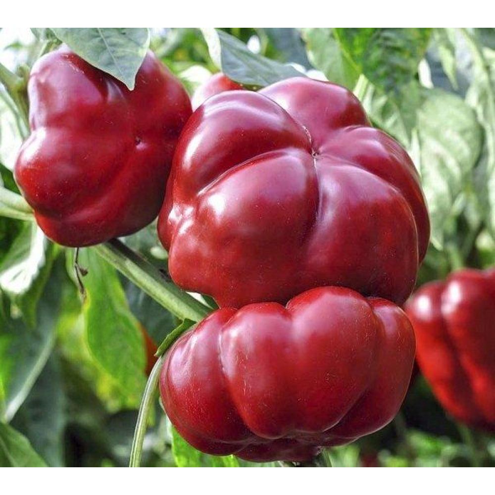 Насіння Перець Тореадор Ред 0,2 г / Anseme