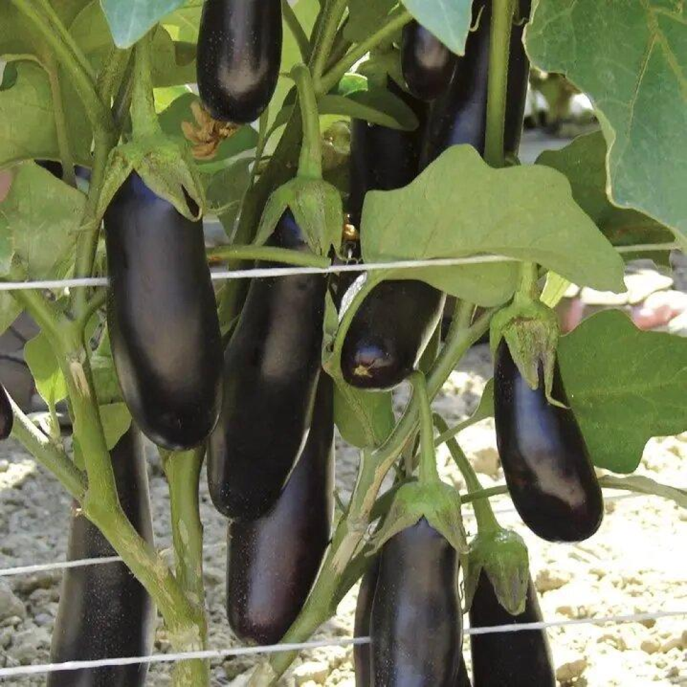 Насіння Баклажан Дестан F1 15шт / Enza Zaden