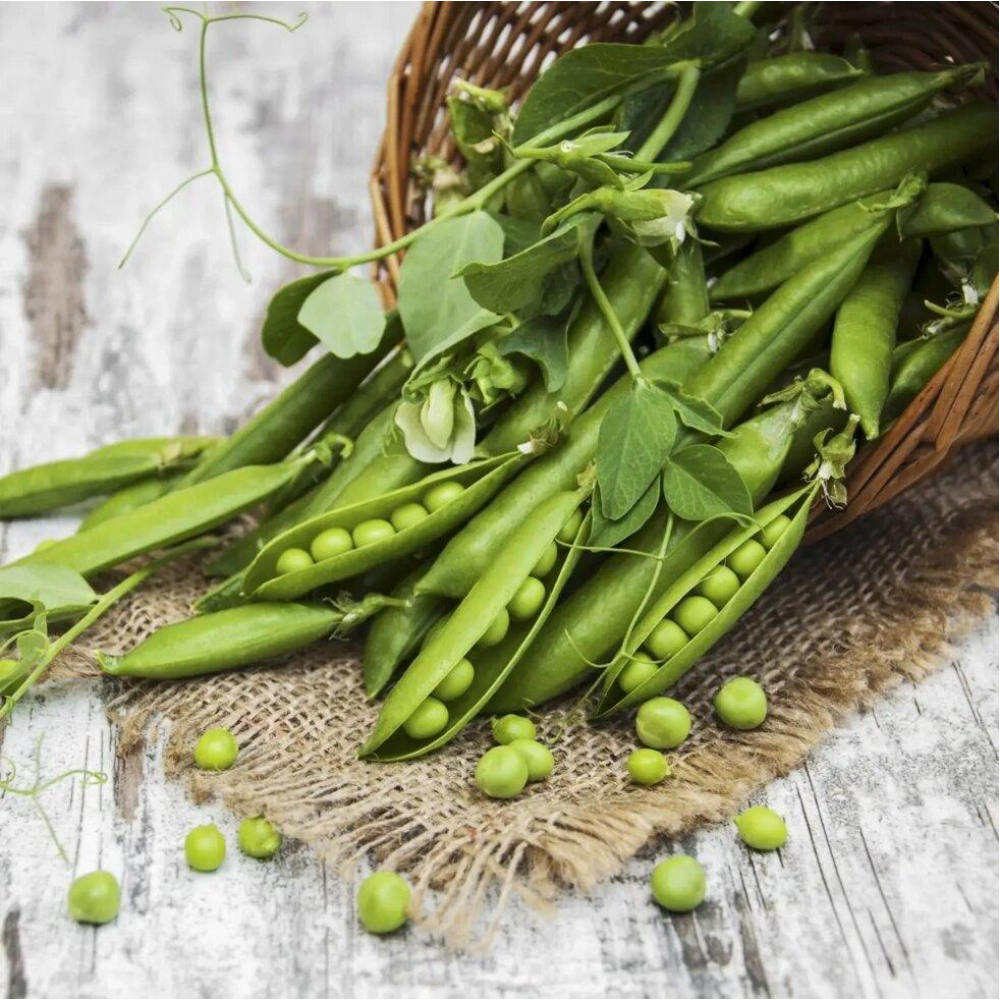 Насіння Горох Грунді 5г