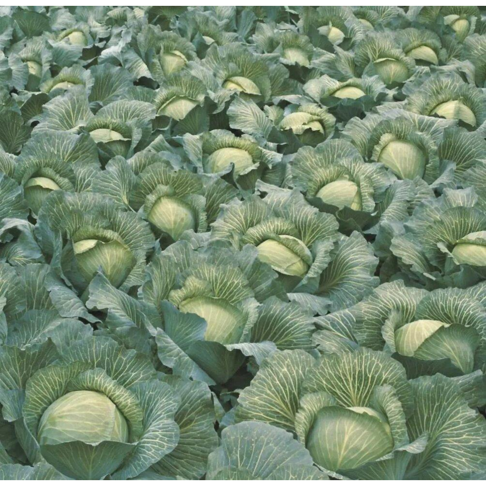 Насіння Капуста Леннокс F1/ Bejo Zaden