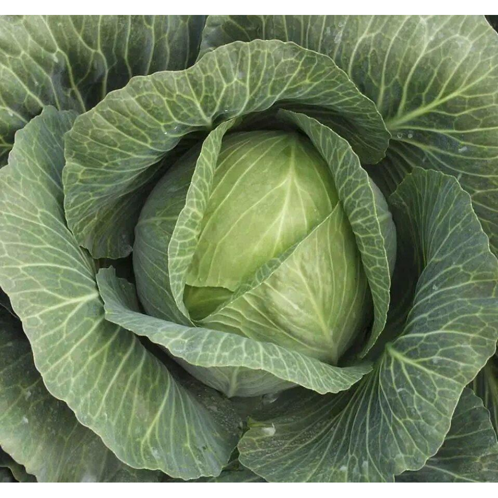 Насіння Капуста Леннокс F1/ Bejo Zaden