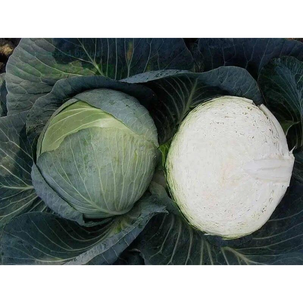 Насіння Капуста Центуріон F1/ Bejo Zaden