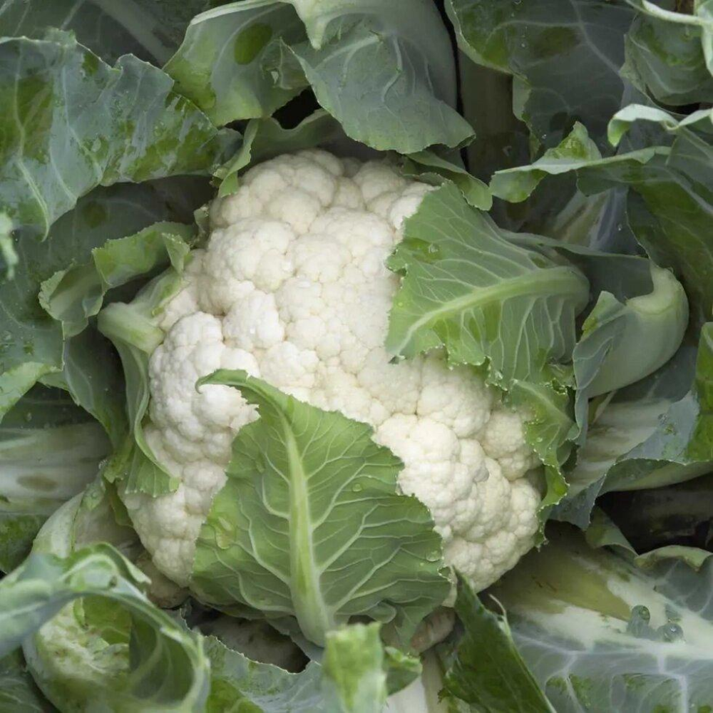 Насіння Капуста цвітна Каспер F1 20 шт / Rijk Zwaan