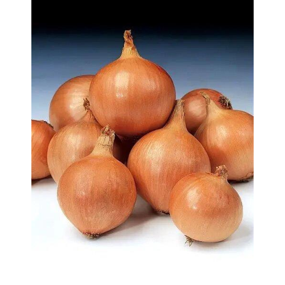 Насіння Цибуля Хілтон F1 200шт / Syngenta