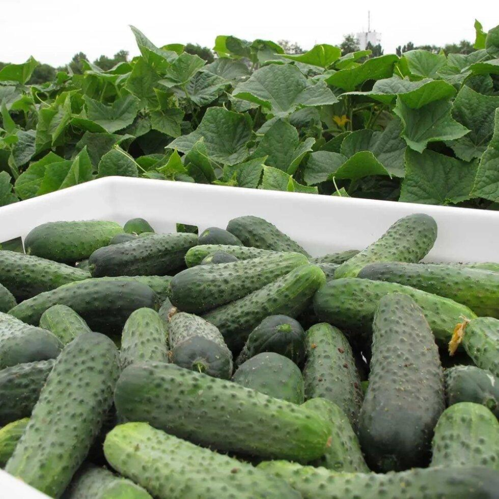 Насіння Огірок Спарта F1 20шт/ Nunhems Zaden