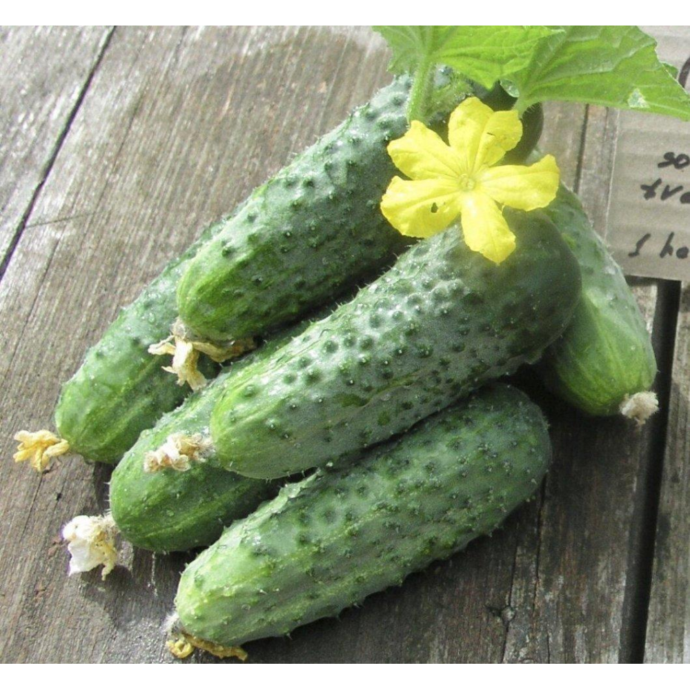 Насіння Огірок Аристократ F1 50шт / NongWoo Bio