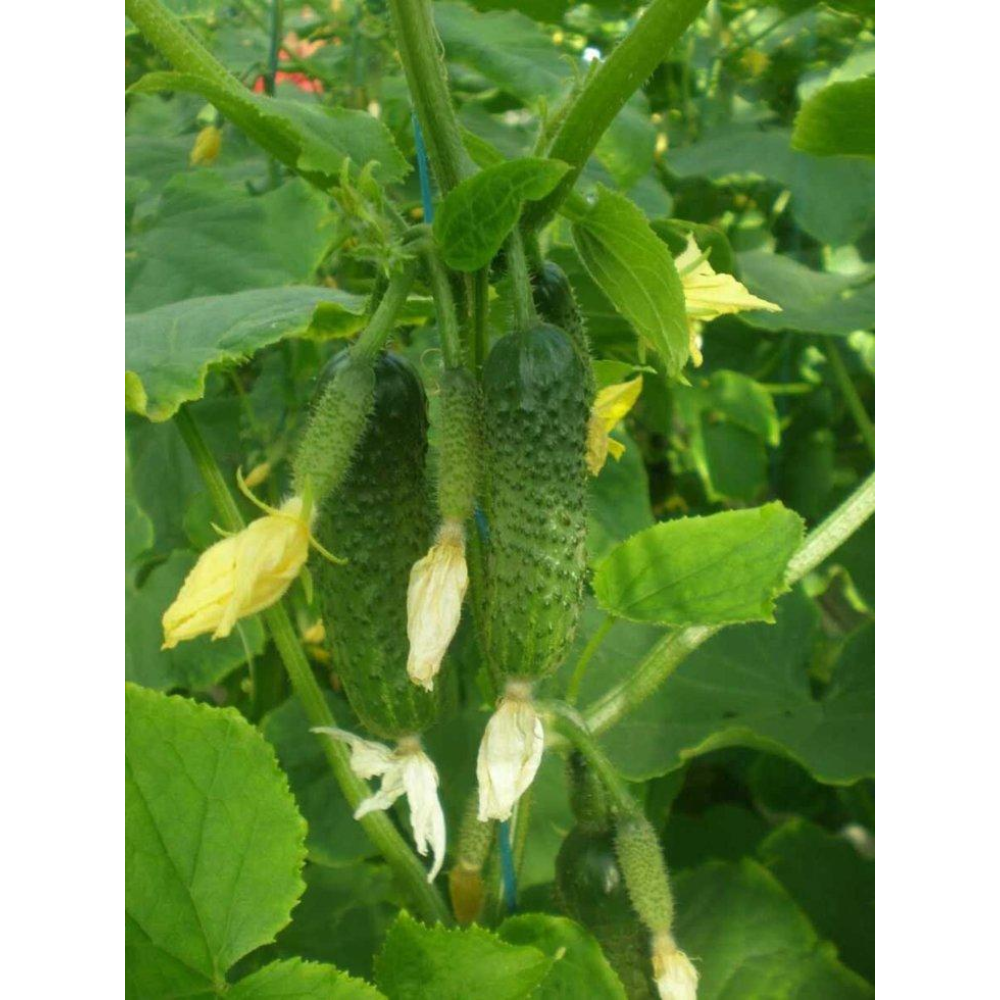 Насіння Огірок Еколь F1 50шт / Syngenta