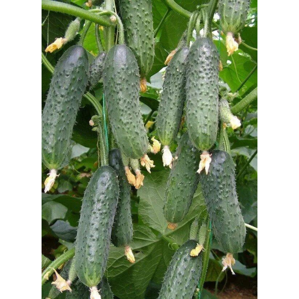 Насіння Огірок Капрікорн F1 10 шт / Yuksel Seed