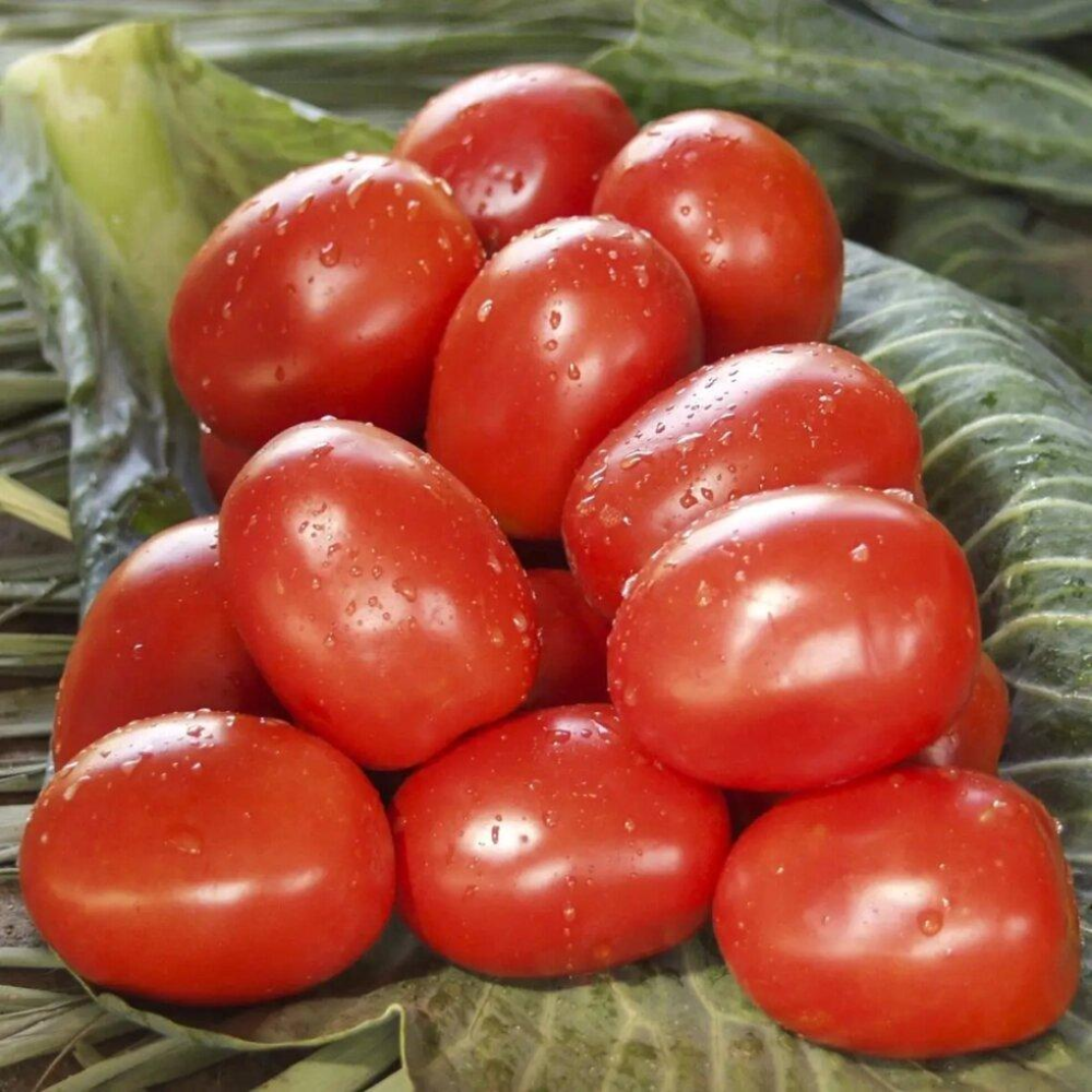 Насіння Томат Омния F1 20шт / Nong Woo Bio