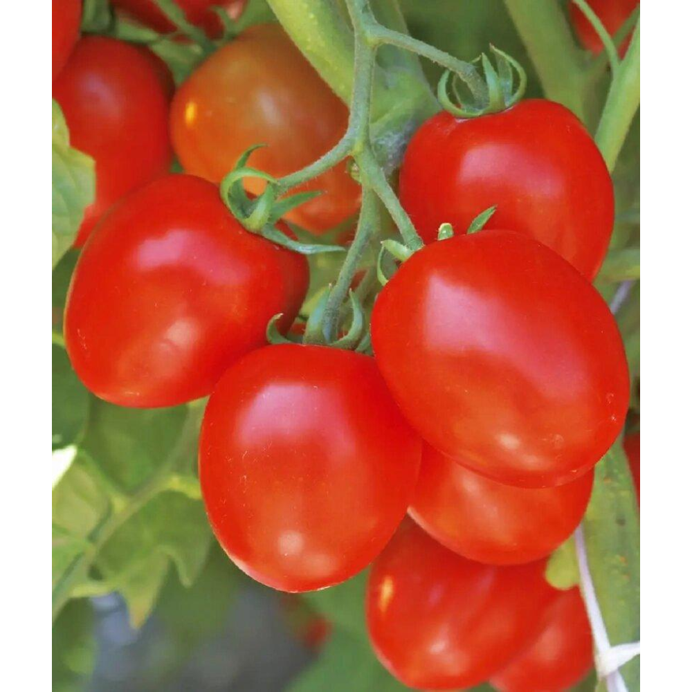 Насіння Томат Омния F1 20шт / Nong Woo Bio