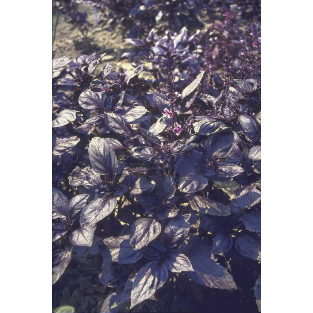 Насіння Базилік фіолетовий Темний опал 0.5 г / Hem Zaden