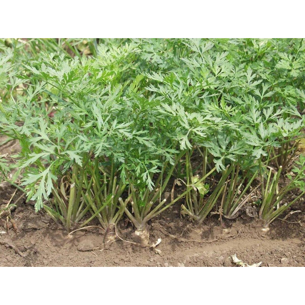 Насіння Петрушка коренева Ігл 0.5 г / Bejo Zaden