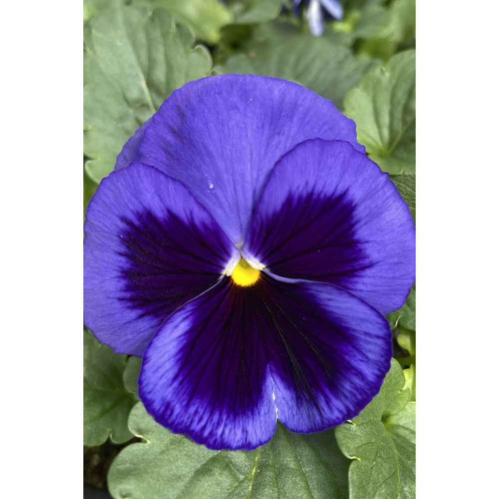 Віола Сапфір 20шт/ Hem Genetics