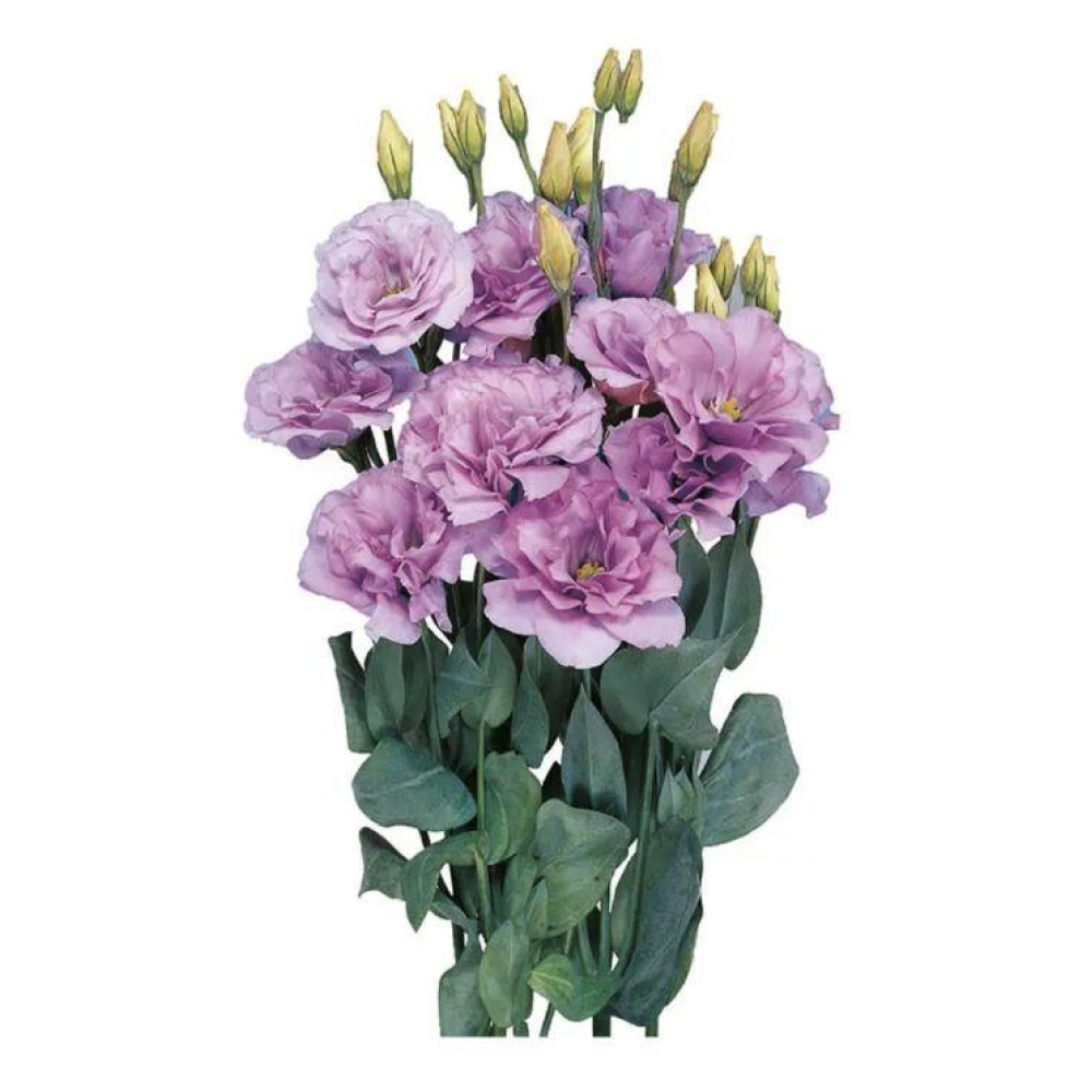 Еустома великоквіткова махрова  Маріачі F1 лавандова 10шт / Sakata