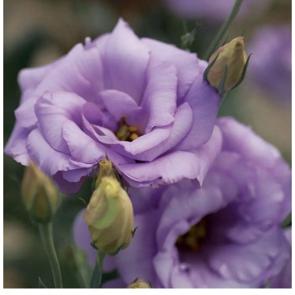 Еустома великоквіткова махрова  Маріачі F1 лавандова 10шт / Sakata