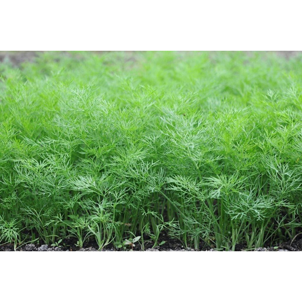 Укроп кущовий Салют 20г