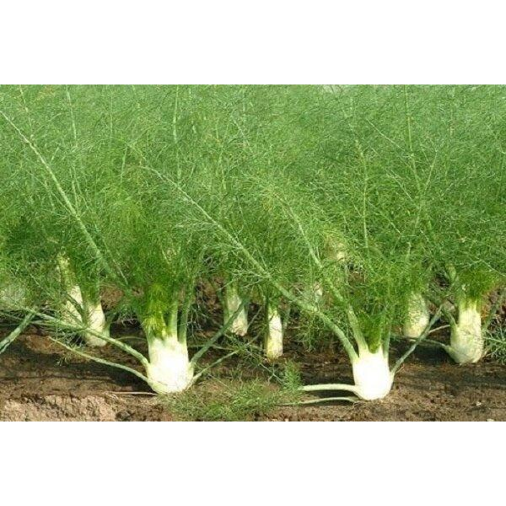 Укроп кущовий Салют 20г