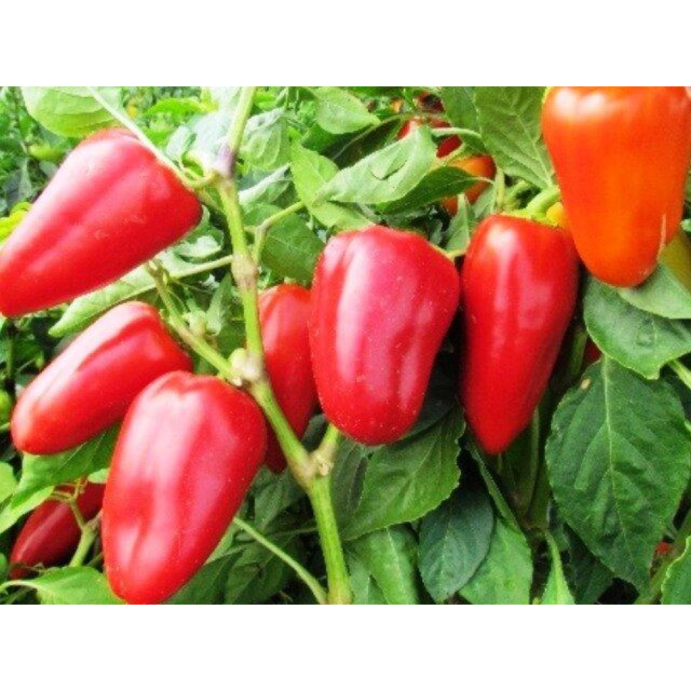 Насіння Перец Вікторія 0,3г