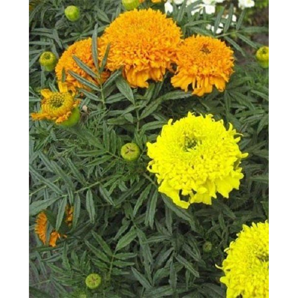 Бархатці суміш купідон 0,5г