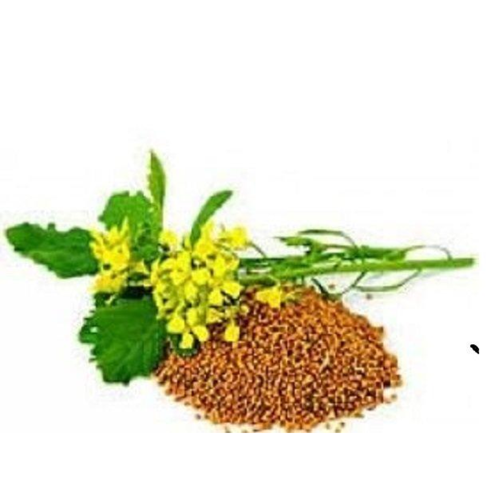 Насіння Гірчиця жовта (сидерат) 1кг на розвід / урожай 2024г