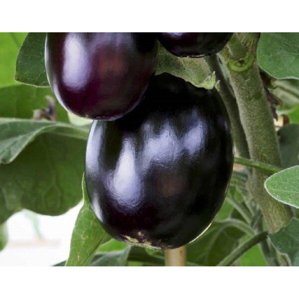 Насіння Баклажан Лаура 0.2г