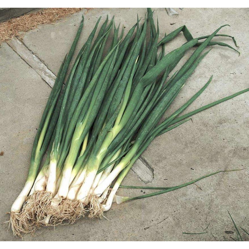 Цибуля Вінтер Сільвер 0.5г (на перо) / NongWoo Bio