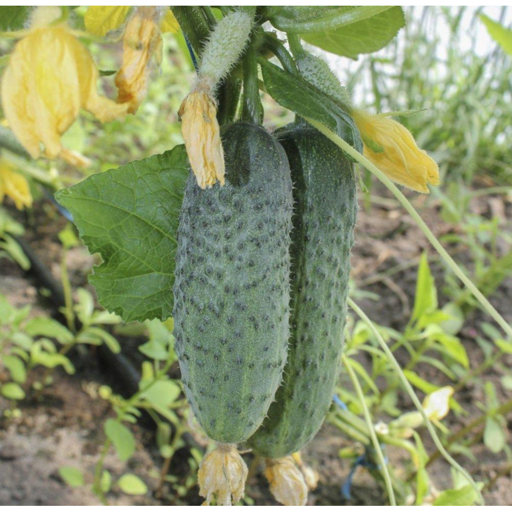 Огірок Євро Пік F1 10шт /United Genetics