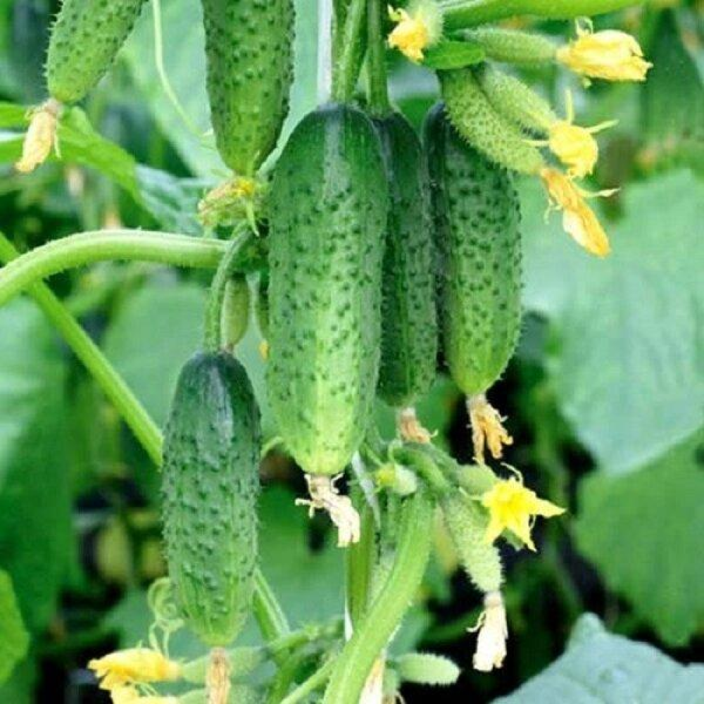 Огірок Вірні друзі F1 15шт