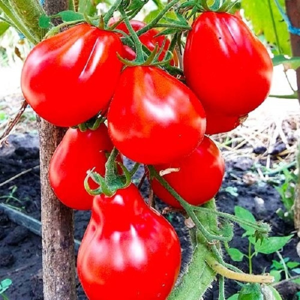 Помідор Трюфель червоний 0.1г