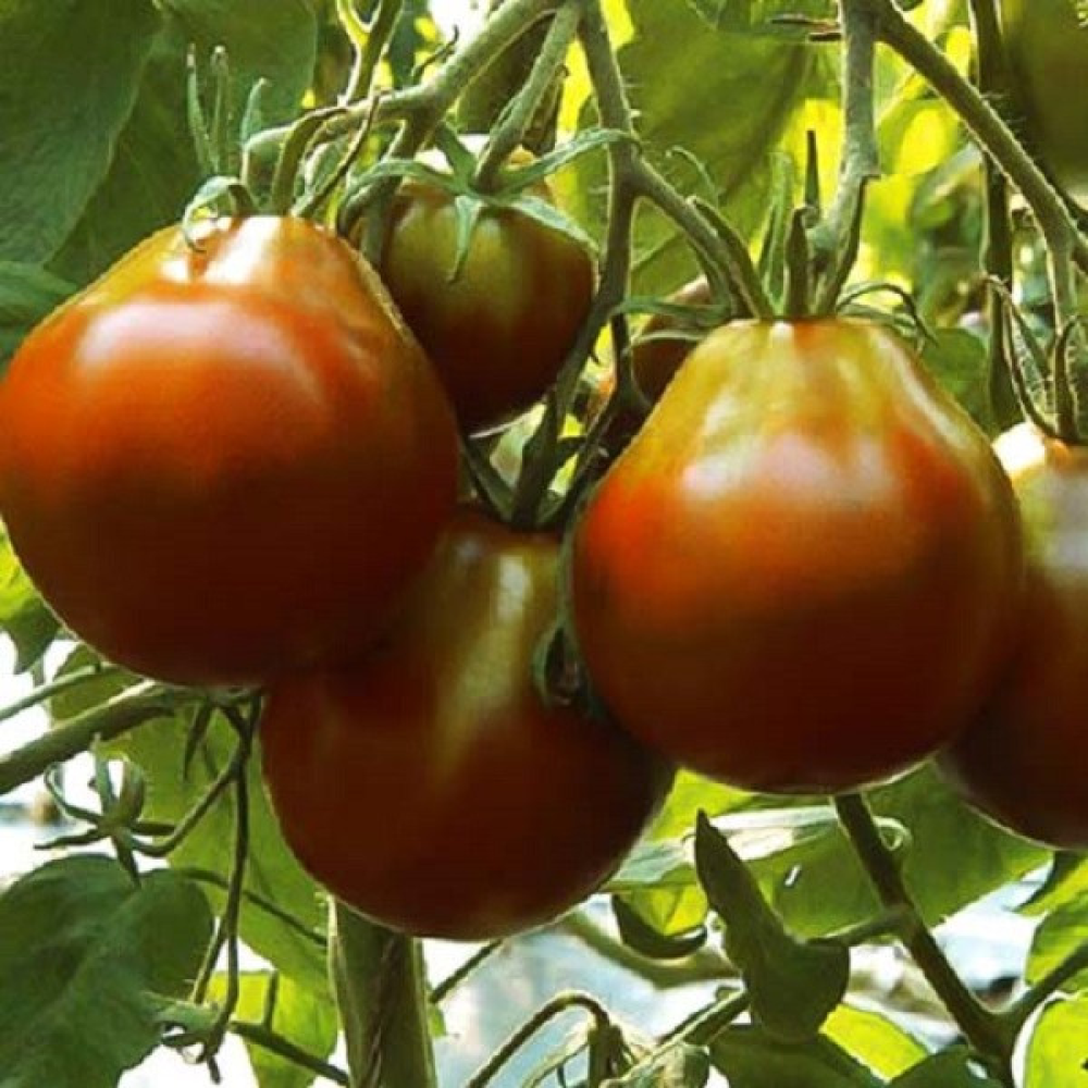 Помідор Трюфель чорний 0.1г