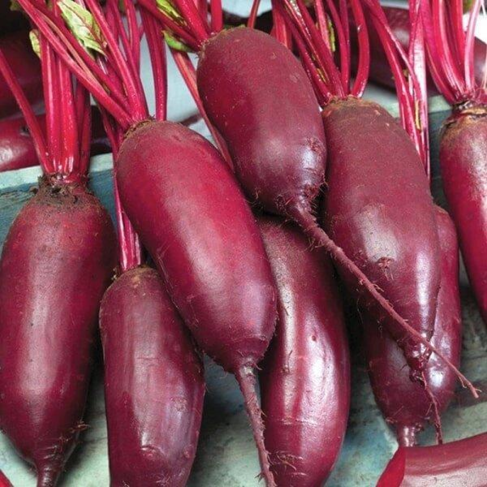 Буряк Ріваль 10г