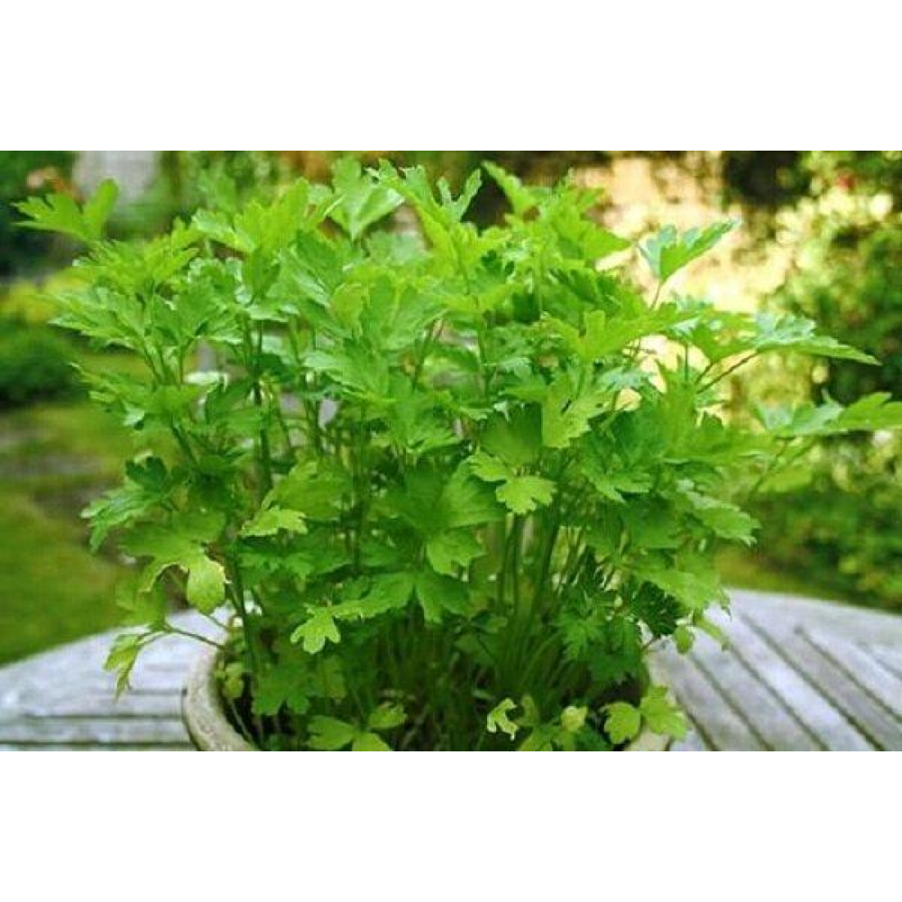 Петрушка листова Ароматна 16г