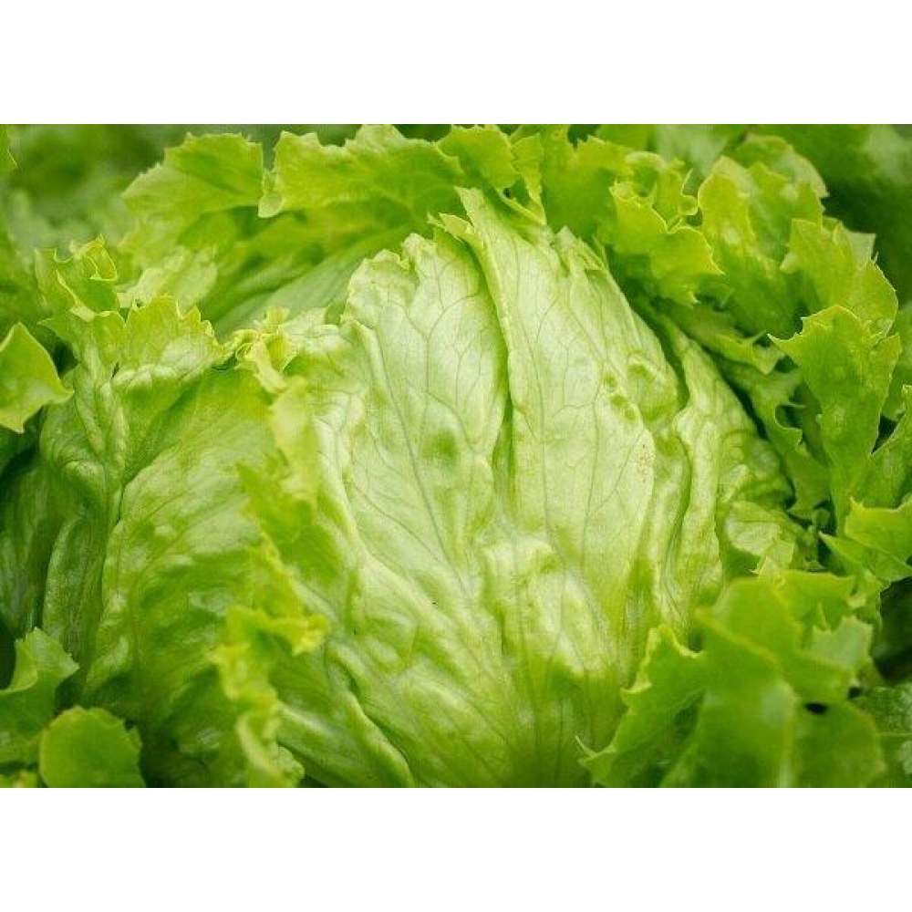 Салат Айсберг 10г