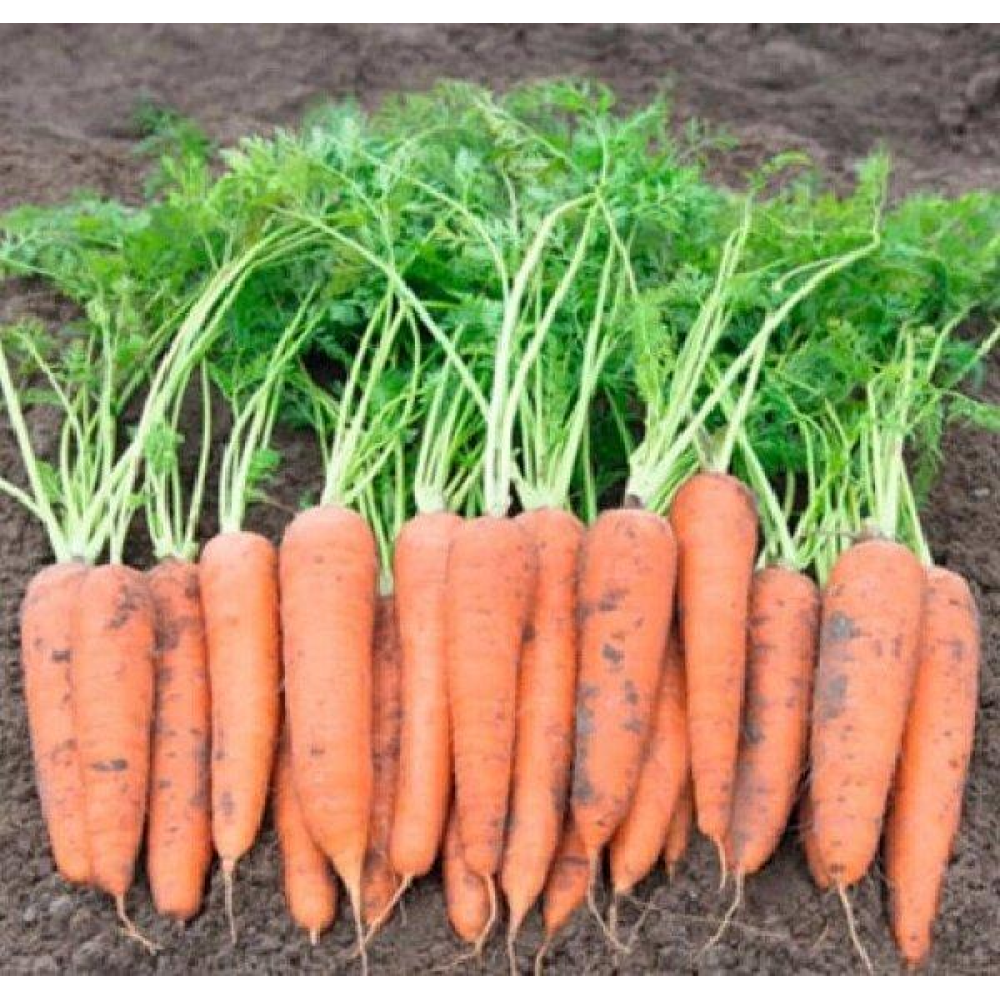 Насіння Морква Віта Лонга 2г