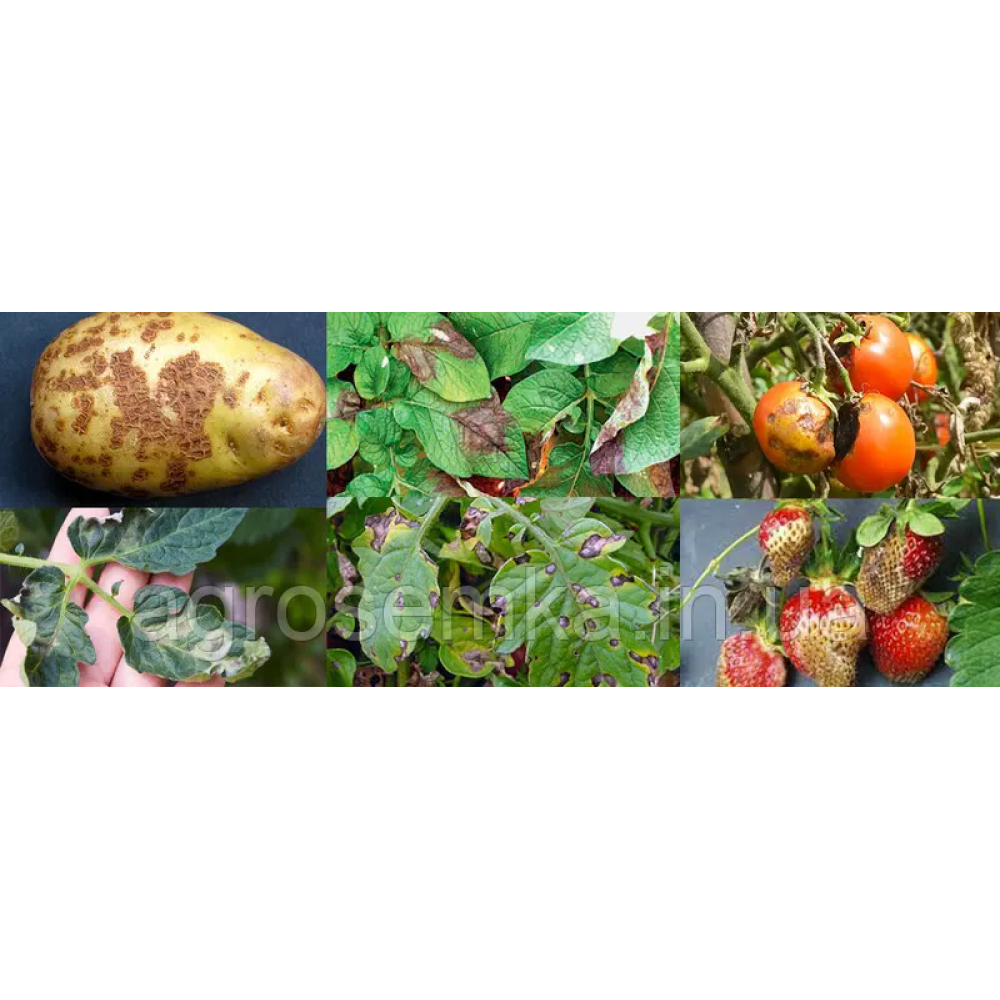 Фунгіцид Квадріс 250 SC к.с. 100 мл, Syngenta