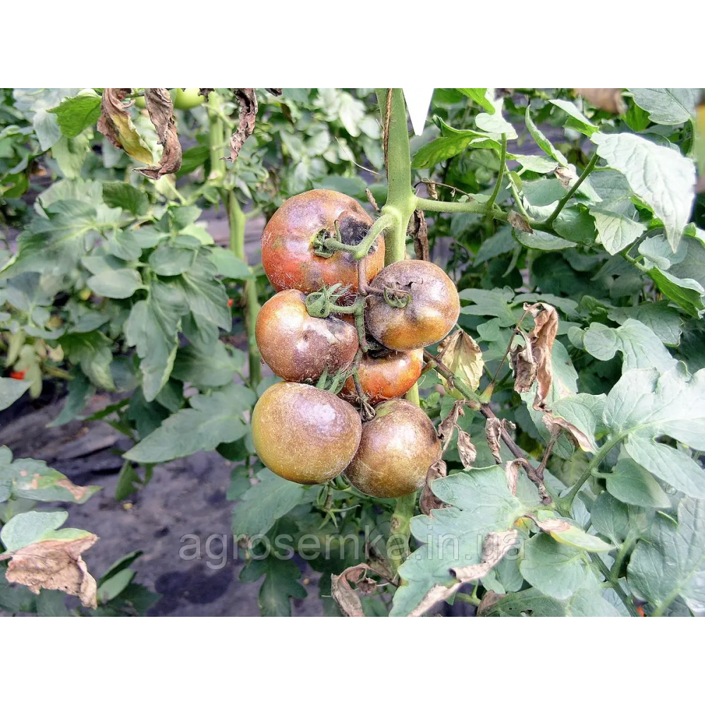 Фунгіцид Квадріс 250 SC к.с. 100 мл, Syngenta