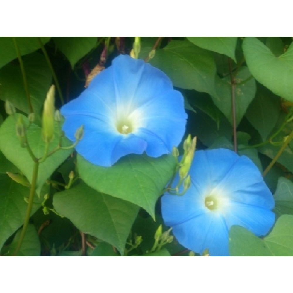 Іпомея блакитна 1г