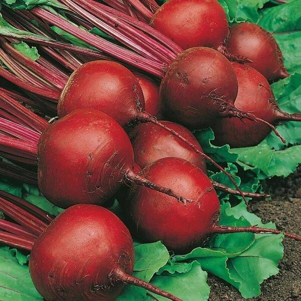 Буряк Червона куля 10г