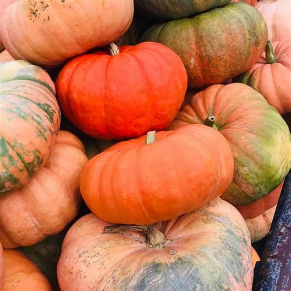 Гарбуз Ді Провенса мускатний 10г