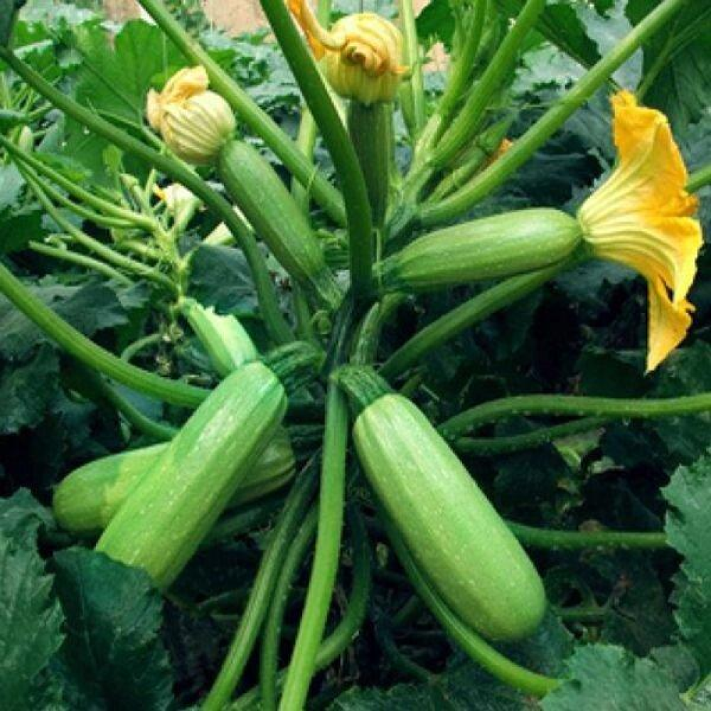 Кабачок Кущовий 20шт