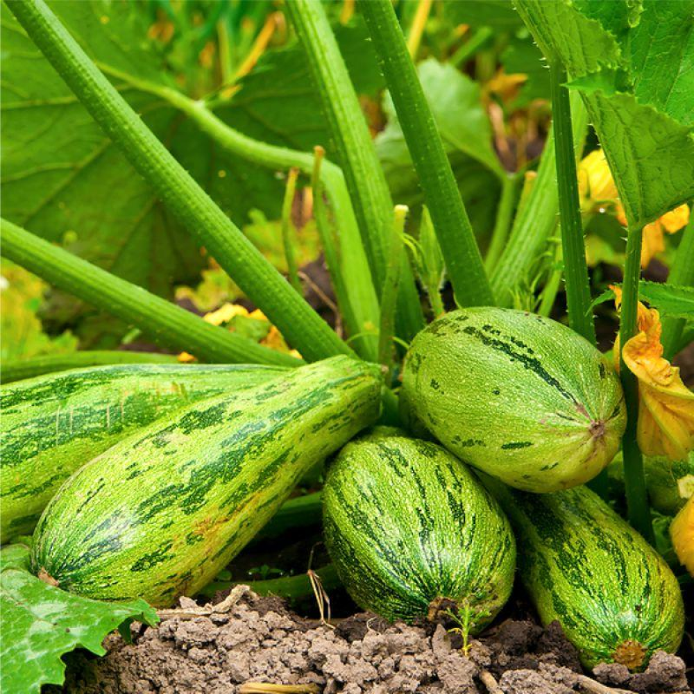 Кабачок Казерта 20г