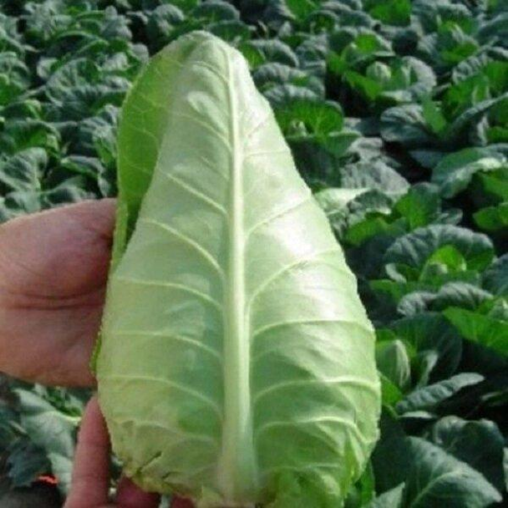 Насіння капута рання Серце бика 1г