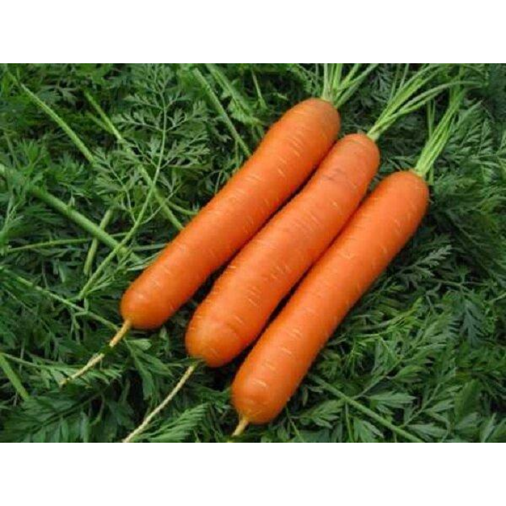 Морква Нантська 10г