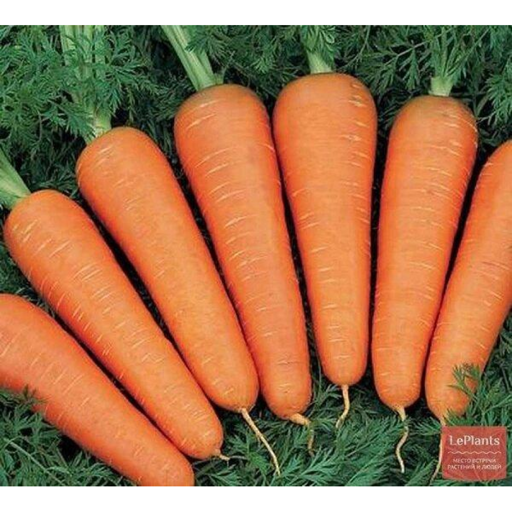 Морква Рафінад 10г