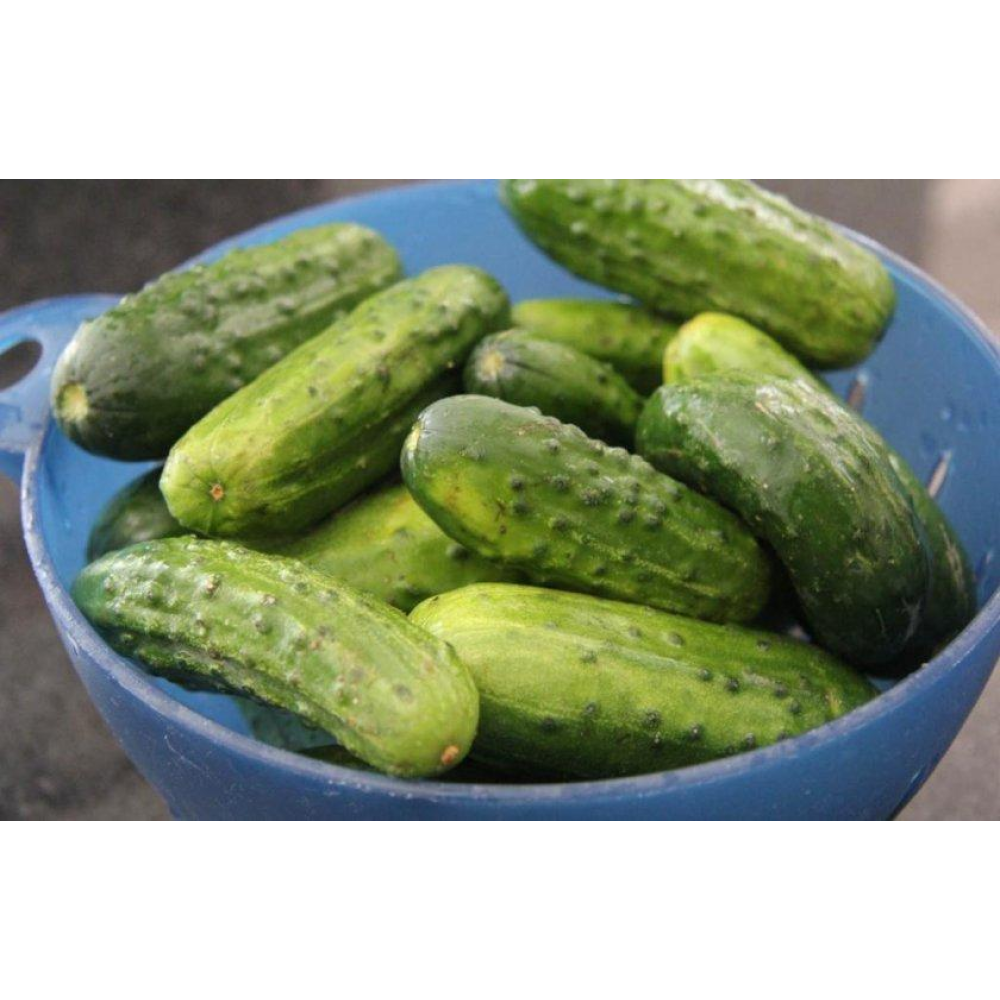 Огірок Хрум - Хрум F1