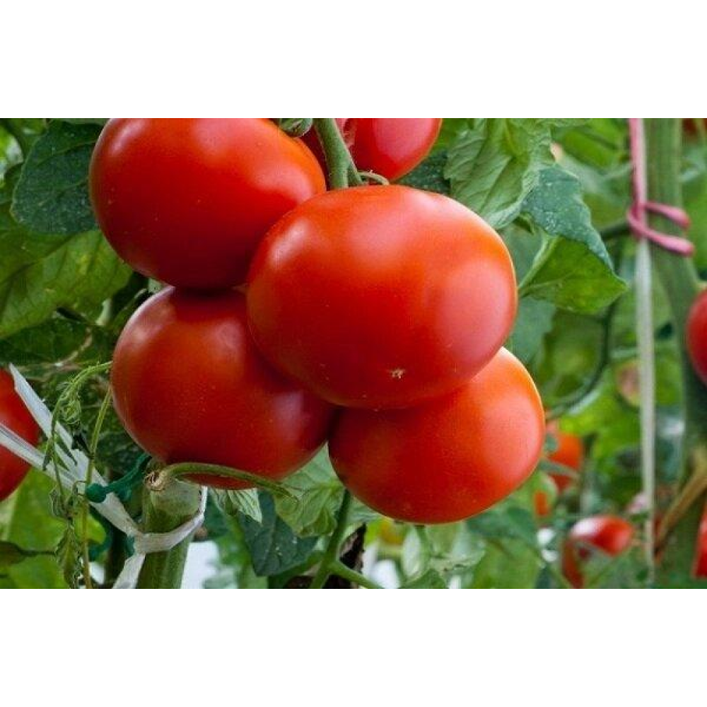 Томат Великий Воїн 0.1г