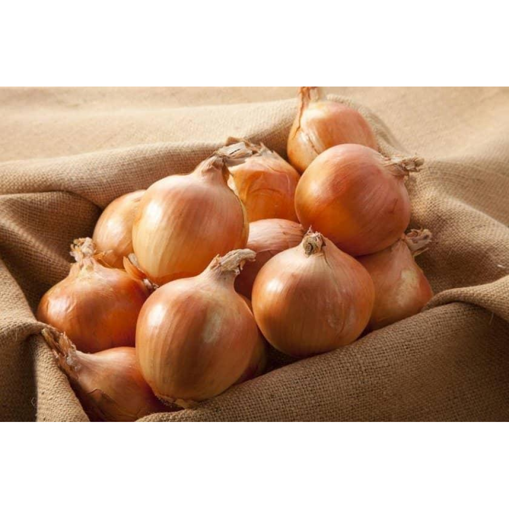 Насіння Цибуля Вольська 10г