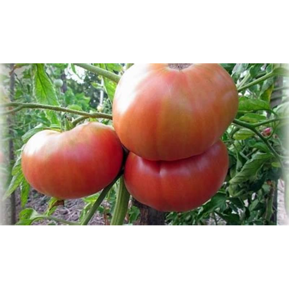 Томат Бичий лоб 0.1г