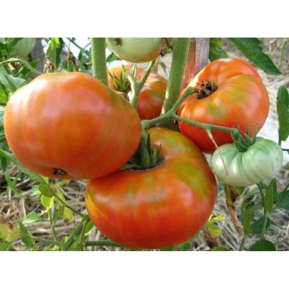 Томат Бичий лоб 0.1г