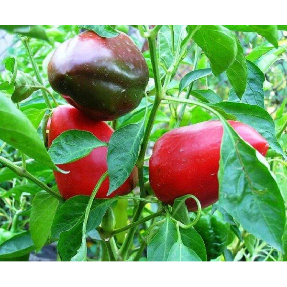 Перець Вероніка 0,3 г